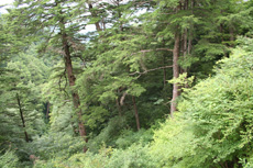 久保谷風景林