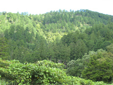 佛ヶ森山国有林
