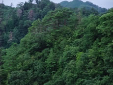 古屋山林木遺伝資源保存林