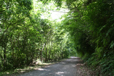 町道中津川成川線