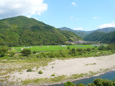 三島の水田