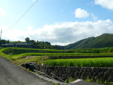 小野の水田