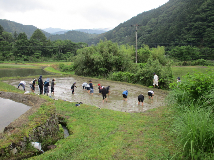 田植え