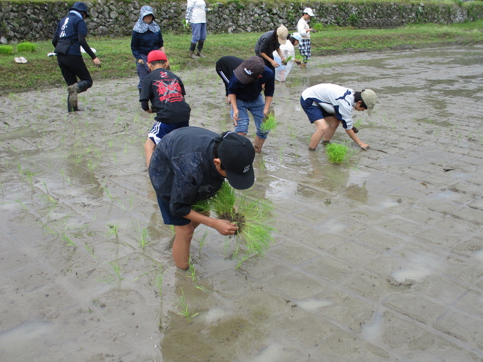 田植え