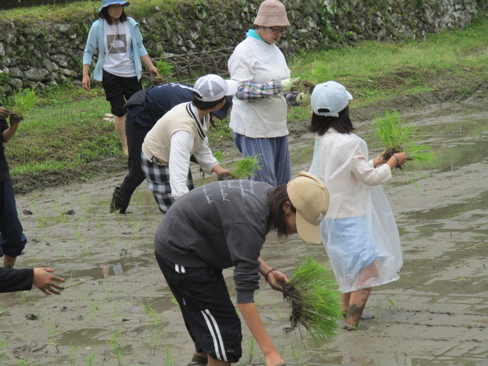 田植え