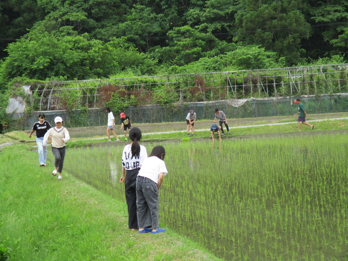 田植え